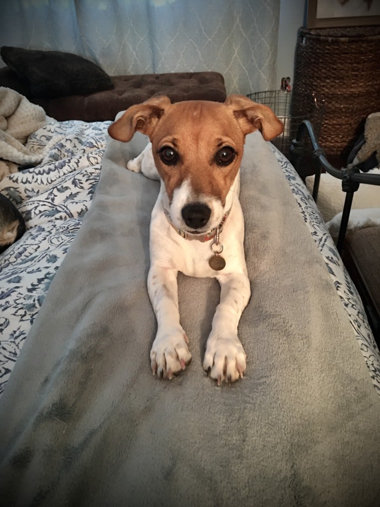 Posie, a Russell-type Terrier tested with EmbarkVet.com
