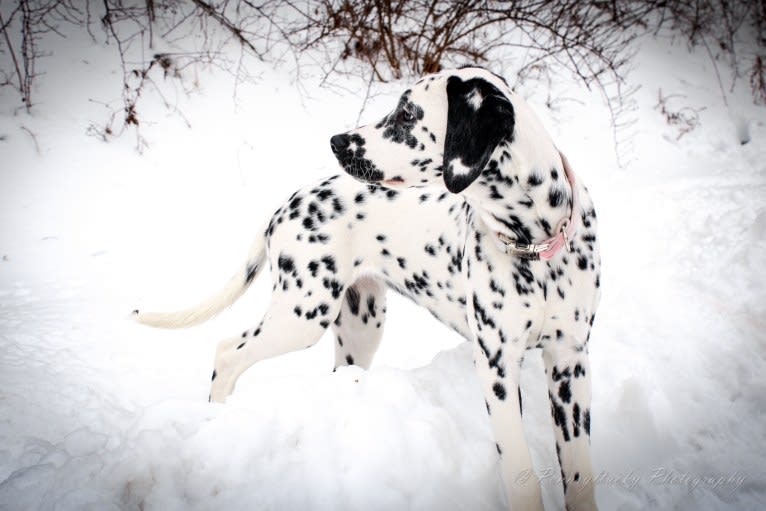 Firefly, a Dalmatian tested with EmbarkVet.com