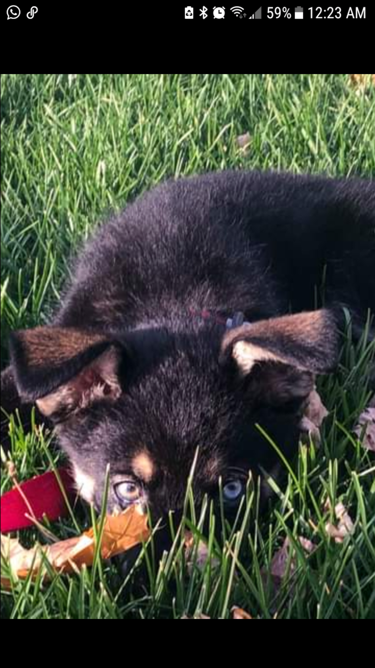 Photo of Ringo Starr, a Siberian Husky, Alaskan Malamute, German Shepherd Dog, Labrador Retriever, and Mixed mix in Kashechewan, Ontario, Canada