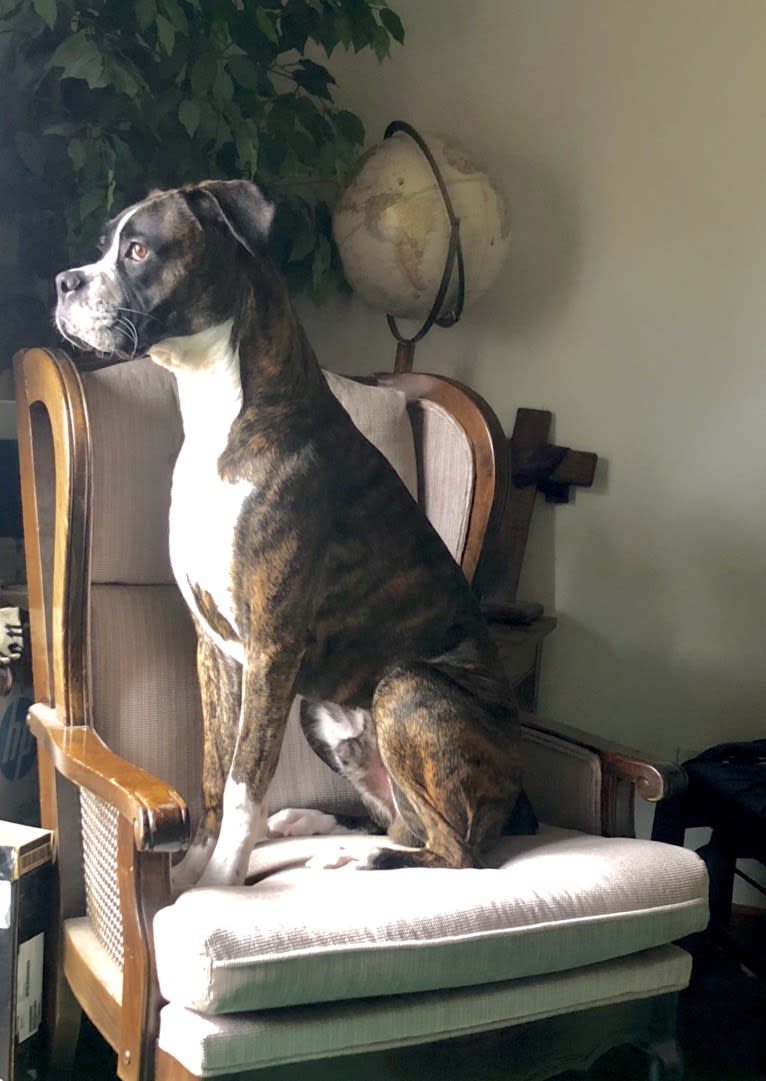 Balboa, a Boxer tested with EmbarkVet.com