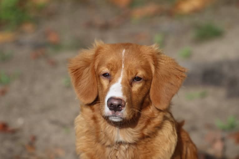 Rhineferry's Daughter's Gift Kara, a Nova Scotia Duck Tolling Retriever tested with EmbarkVet.com