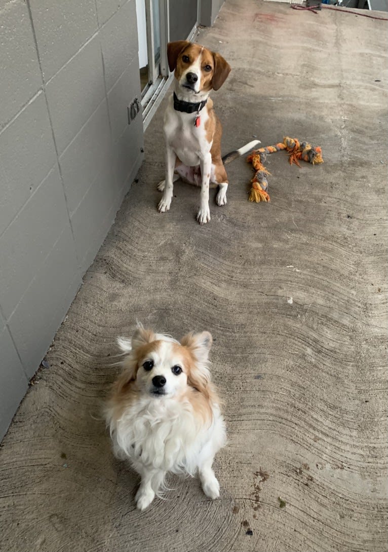 Ziggy, a Papillon and Maltese mix tested with EmbarkVet.com