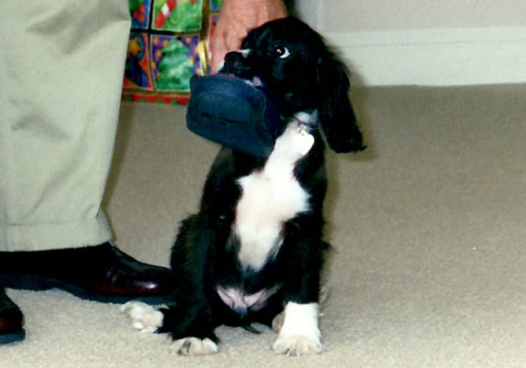 JD, a Cocker Spaniel and Lhasa Apso mix tested with EmbarkVet.com