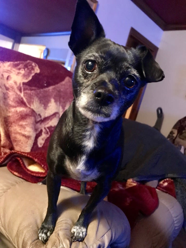 Serena Lorena, a Chihuahua and Pekingese mix tested with EmbarkVet.com