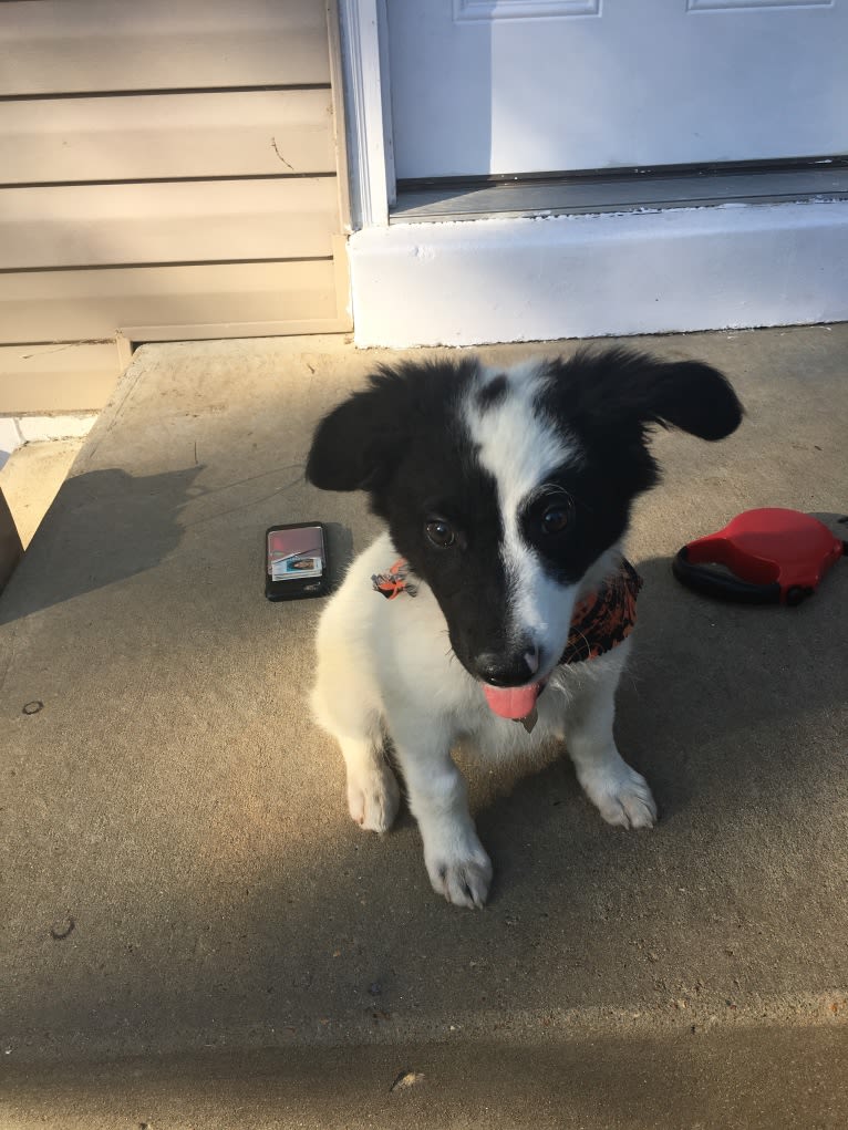 Floyd, a German Shepherd Dog and Australian Cattle Dog mix tested with EmbarkVet.com