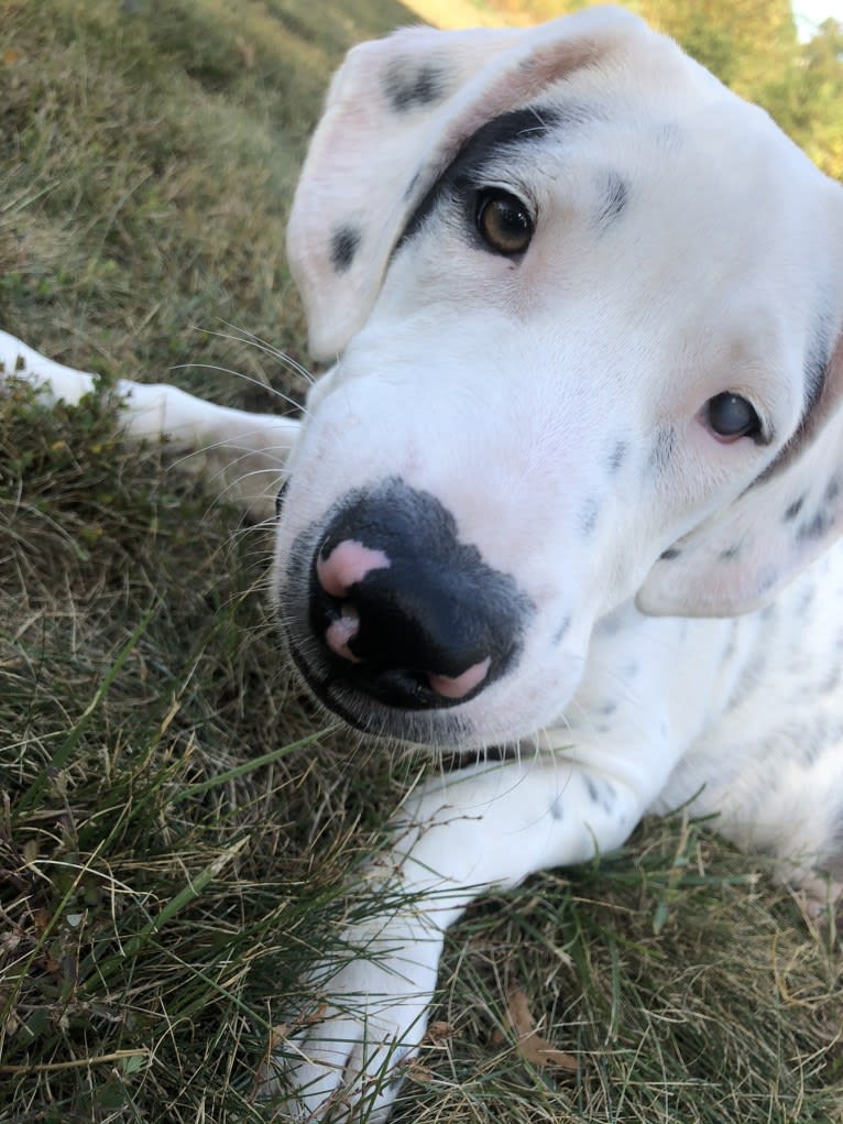 Chester, a Beagle and American Pit Bull Terrier mix tested with EmbarkVet.com