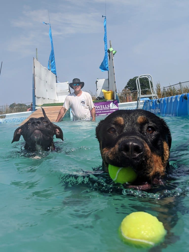 Regan, a Rottweiler and Bullmastiff mix tested with EmbarkVet.com