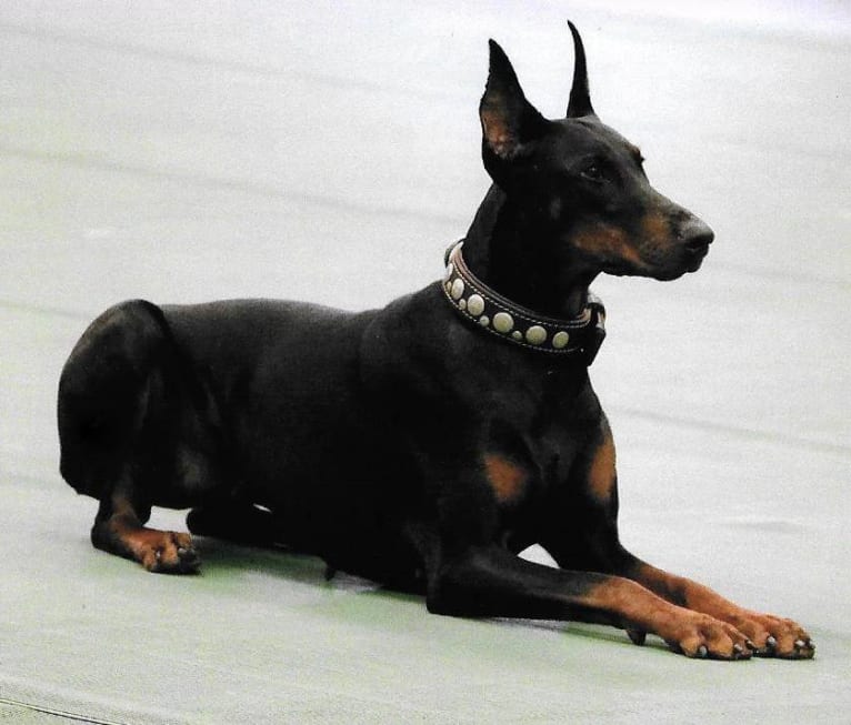 Thrill, a Doberman Pinscher tested with EmbarkVet.com