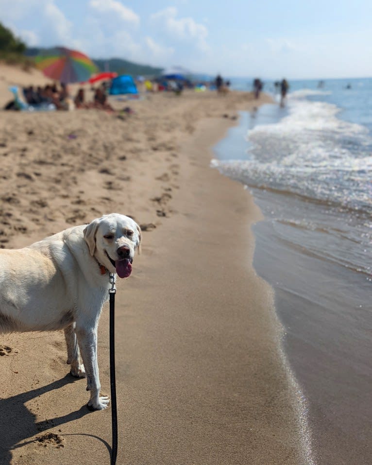 Jack Frost, a Great Pyrenees and Labrador Retriever mix tested with EmbarkVet.com