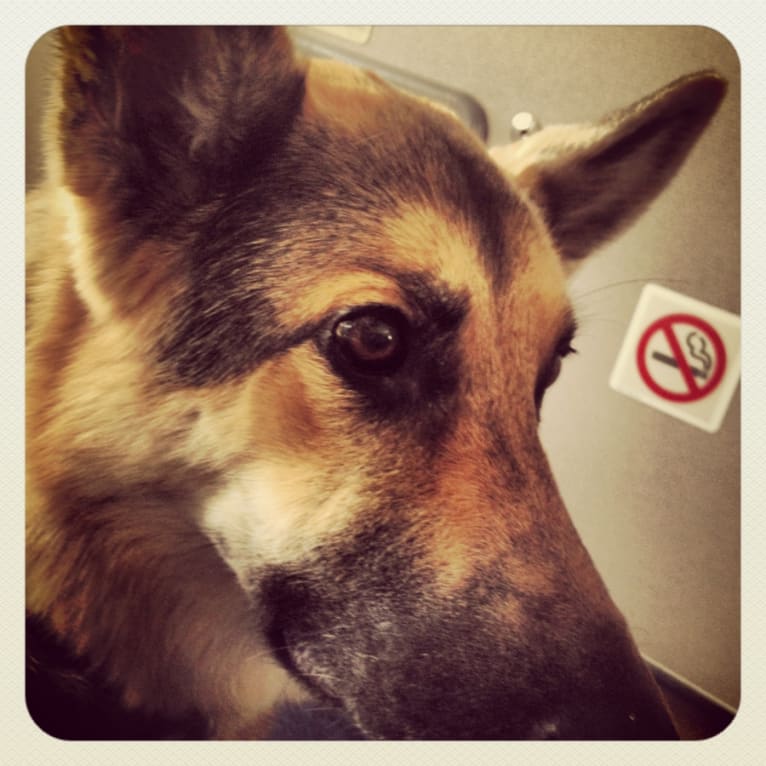 Tess, a German Shepherd Dog tested with EmbarkVet.com
