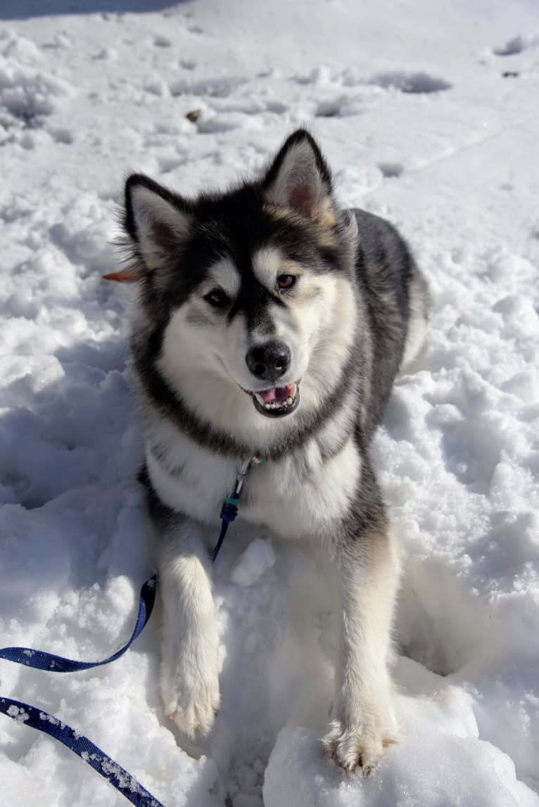 Luna, an Alaskan Malamute tested with EmbarkVet.com