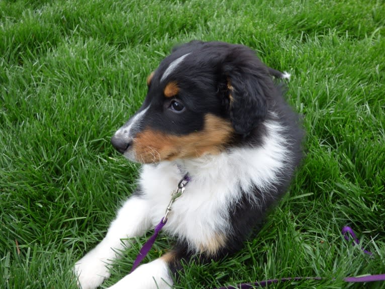 Jebediah Raphael, an English Shepherd tested with EmbarkVet.com