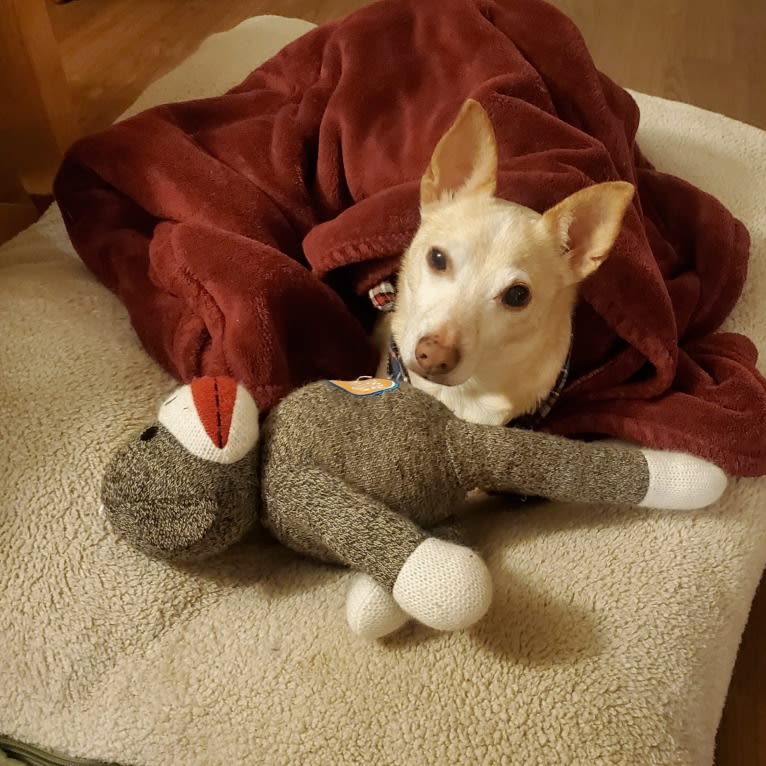 Basil, a Chihuahua and Miniature Pinscher mix tested with EmbarkVet.com
