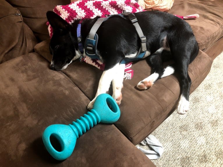 Newt, an Australian Cattle Dog and Border Collie mix tested with EmbarkVet.com