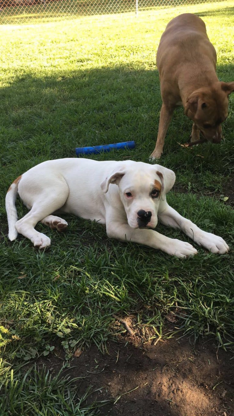 Thorsen, a Boxer and Saint Bernard mix tested with EmbarkVet.com