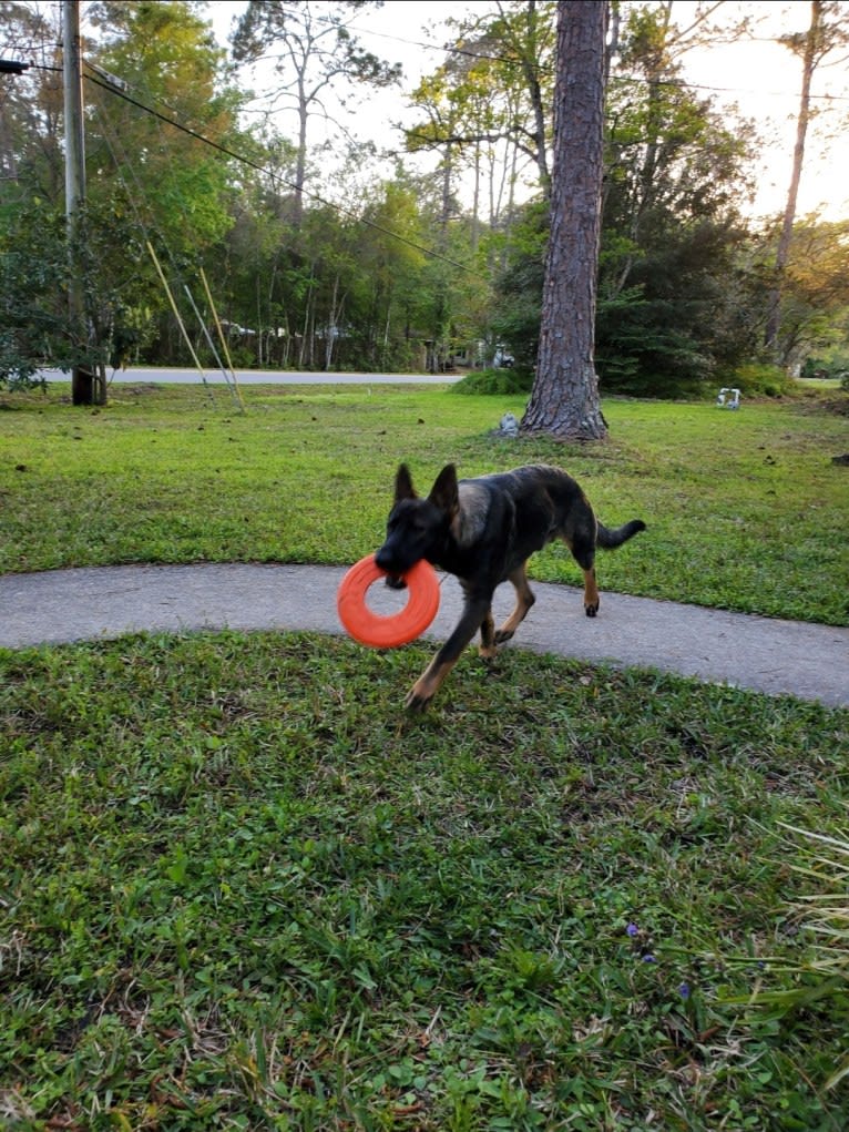 Argos Envy2 Augustine Vom Marienhof, a German Shepherd Dog tested with EmbarkVet.com