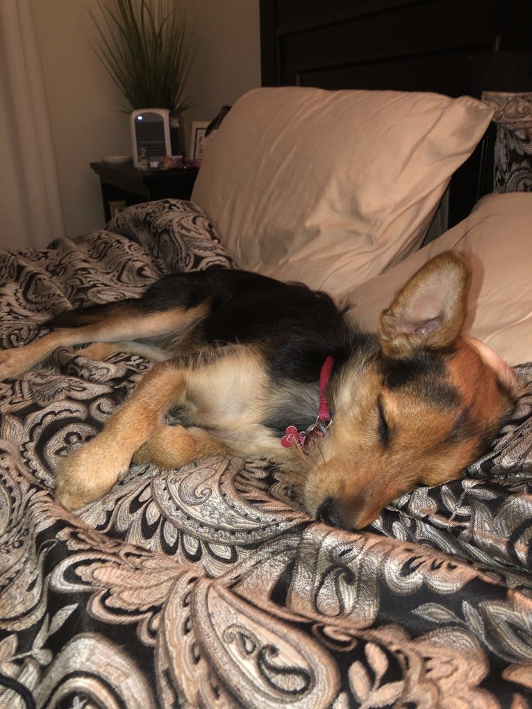 Enzo, a Yorkshire Terrier and Labrador Retriever mix tested with EmbarkVet.com