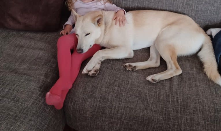Sai, a Canaan Dog tested with EmbarkVet.com