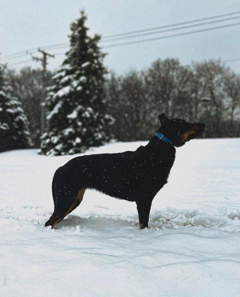 Akuma, a Beauceron tested with EmbarkVet.com