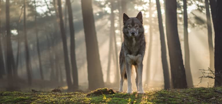 Ninja, a Siberian Husky tested with EmbarkVet.com