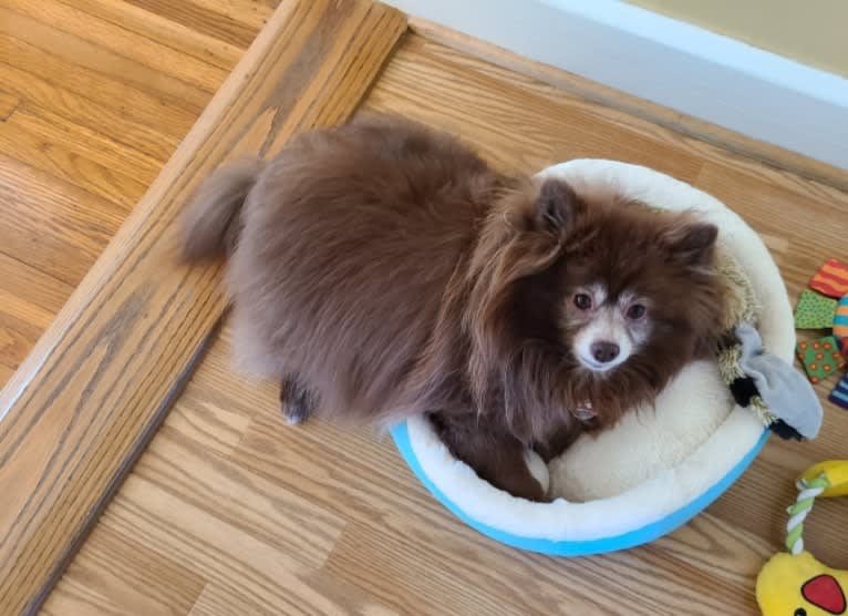 Brownie, a Pomeranian tested with EmbarkVet.com