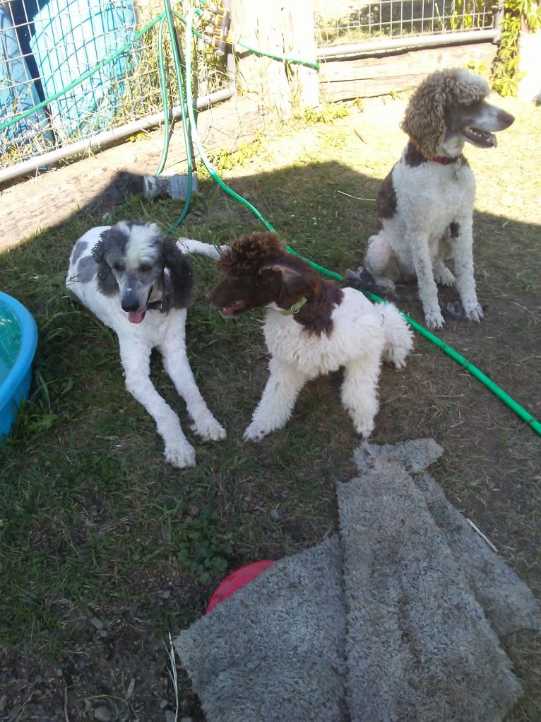 ENZO, a Poodle (Standard) tested with EmbarkVet.com