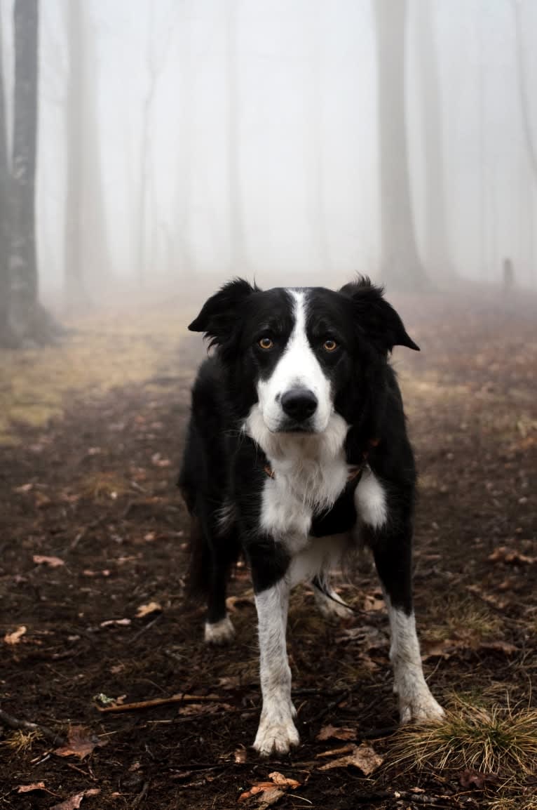 Jack, a Border Collie tested with EmbarkVet.com