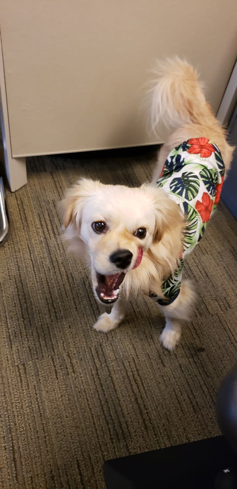 Arthur, a Poodle (Small) and Shih Tzu mix tested with EmbarkVet.com