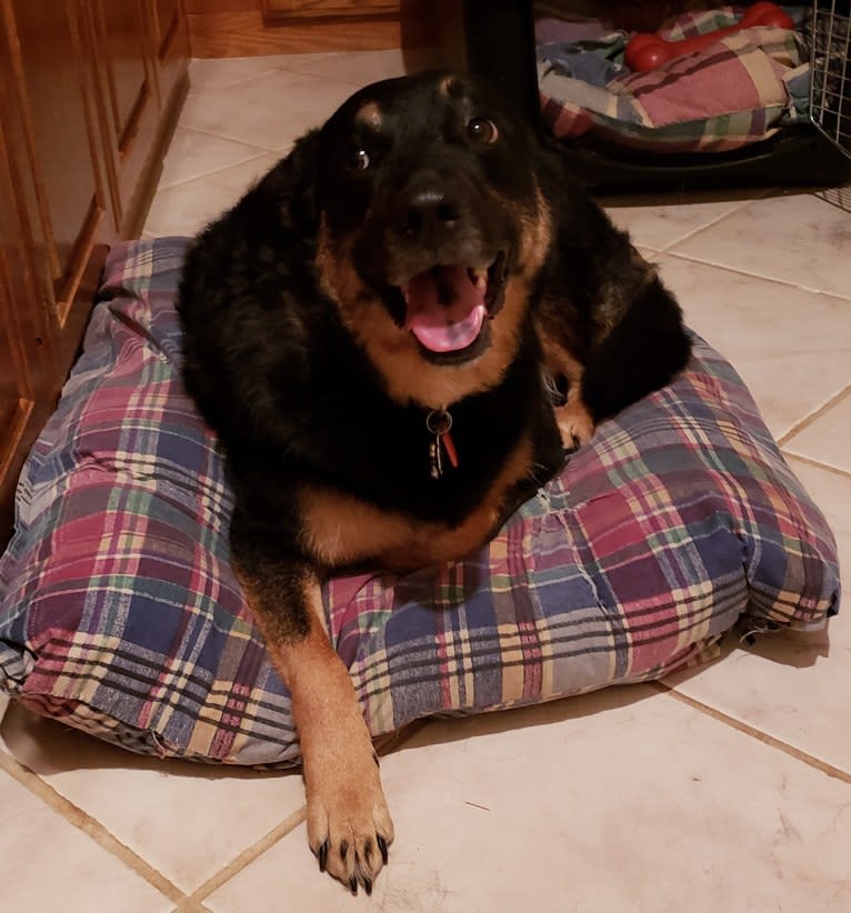 Duke, an Australian Cattle Dog and Chow Chow mix tested with EmbarkVet.com