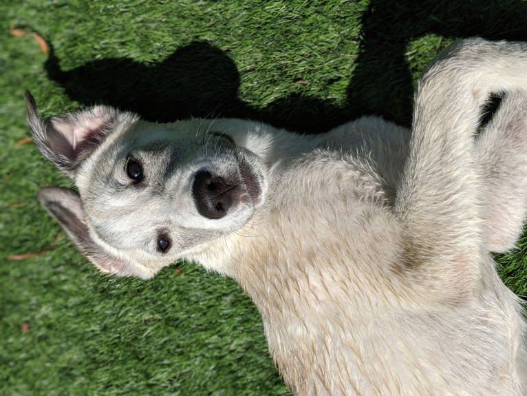 Juno, a Labrador Retriever and Siberian Husky mix tested with EmbarkVet.com