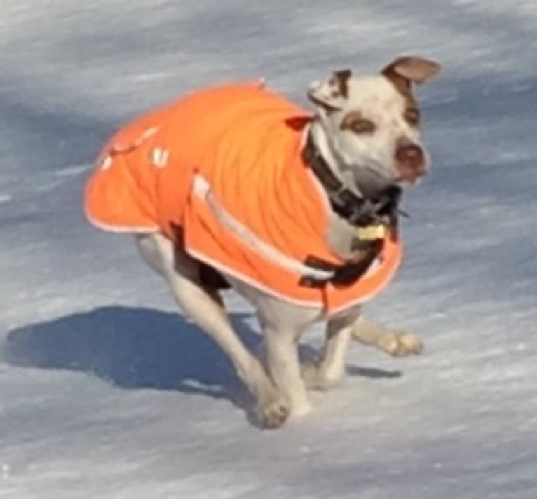 Freckles, an American Pit Bull Terrier and Chow Chow mix tested with EmbarkVet.com