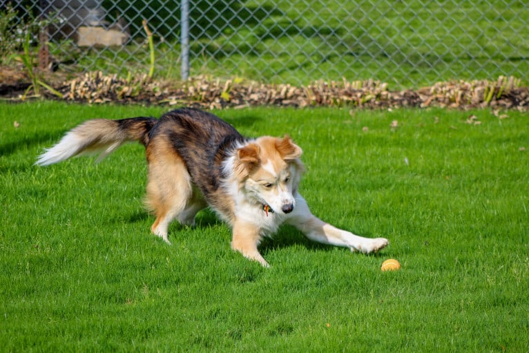 Buckley, a Siberian Husky and Labrador Retriever mix tested with EmbarkVet.com