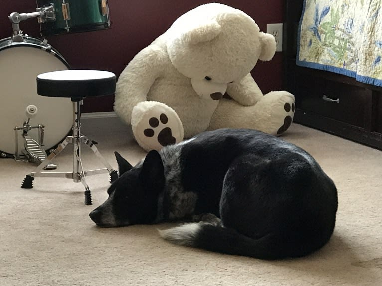 Bandit, a German Shepherd Dog and Border Collie mix tested with EmbarkVet.com