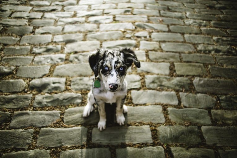 Willow, an Australian Shepherd and Miniature/MAS-type Australian Shepherd mix tested with EmbarkVet.com