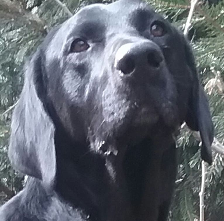 Bubby, a Labrador Retriever tested with EmbarkVet.com