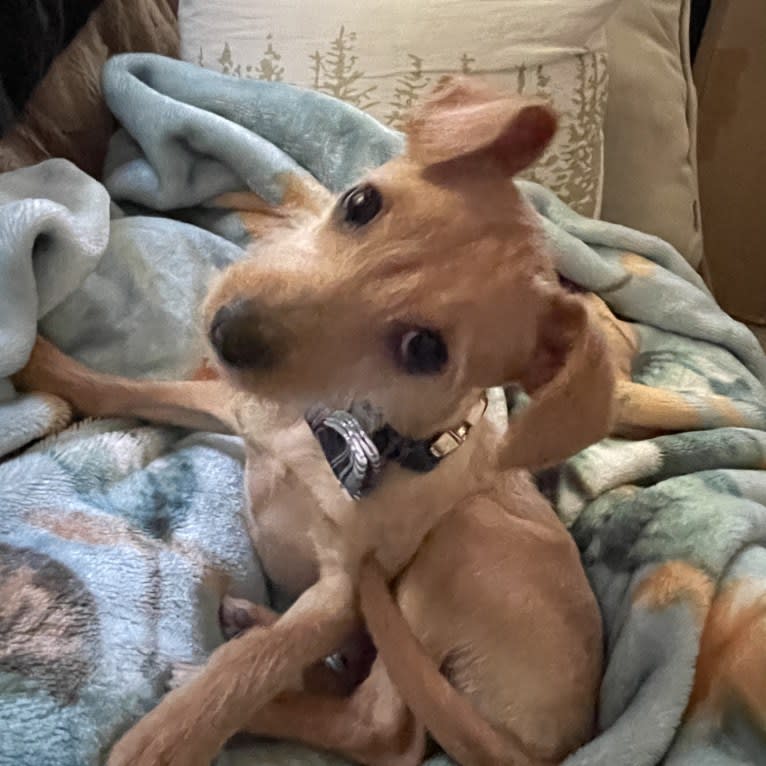 Jemma Amelie, a Chihuahua and Poodle (Small) mix tested with EmbarkVet.com