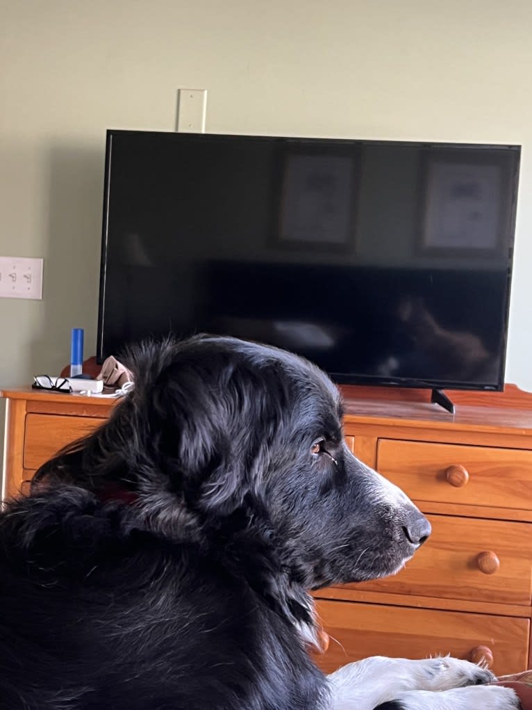 Bowie, a Great Pyrenees and Australian Shepherd mix tested with EmbarkVet.com