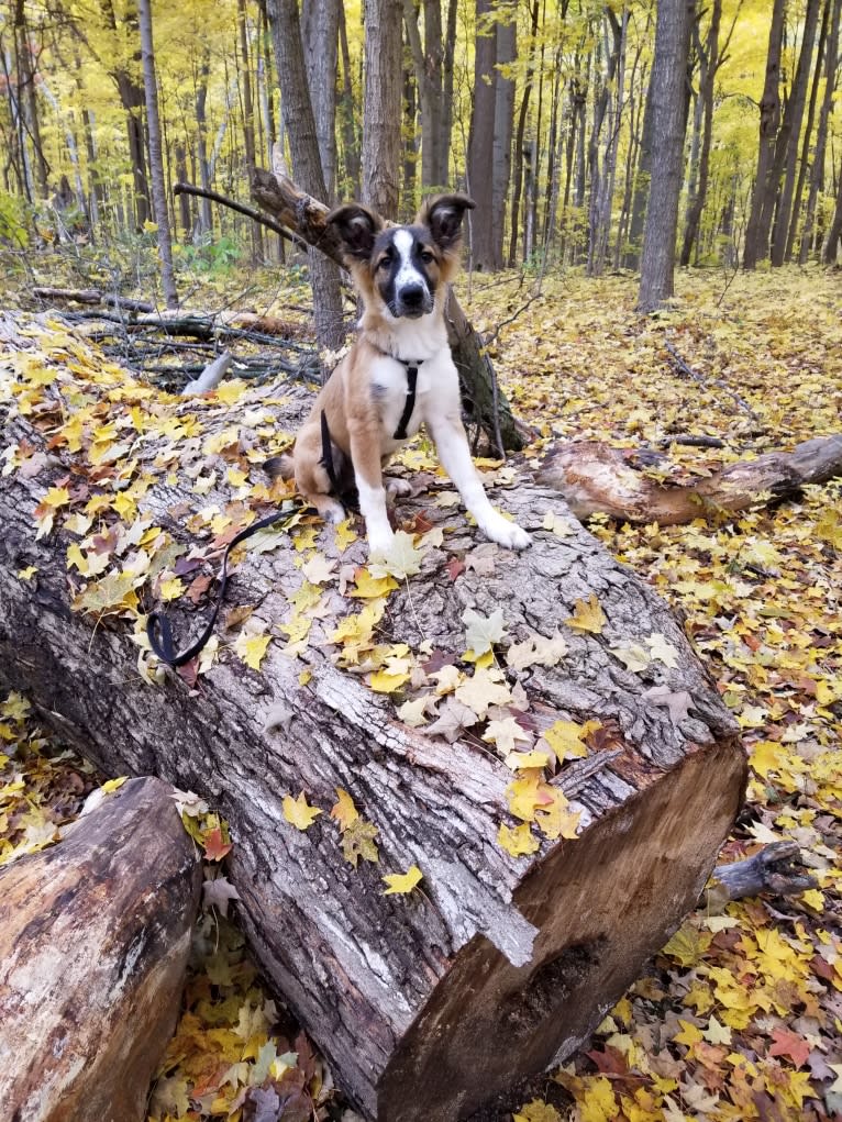 Bentley, an English Shepherd and Collie mix tested with EmbarkVet.com