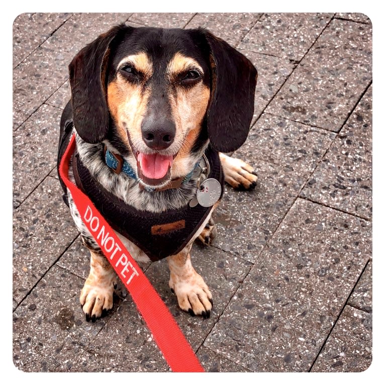 Bandit, a Dachshund (12.1% unresolved) tested with EmbarkVet.com