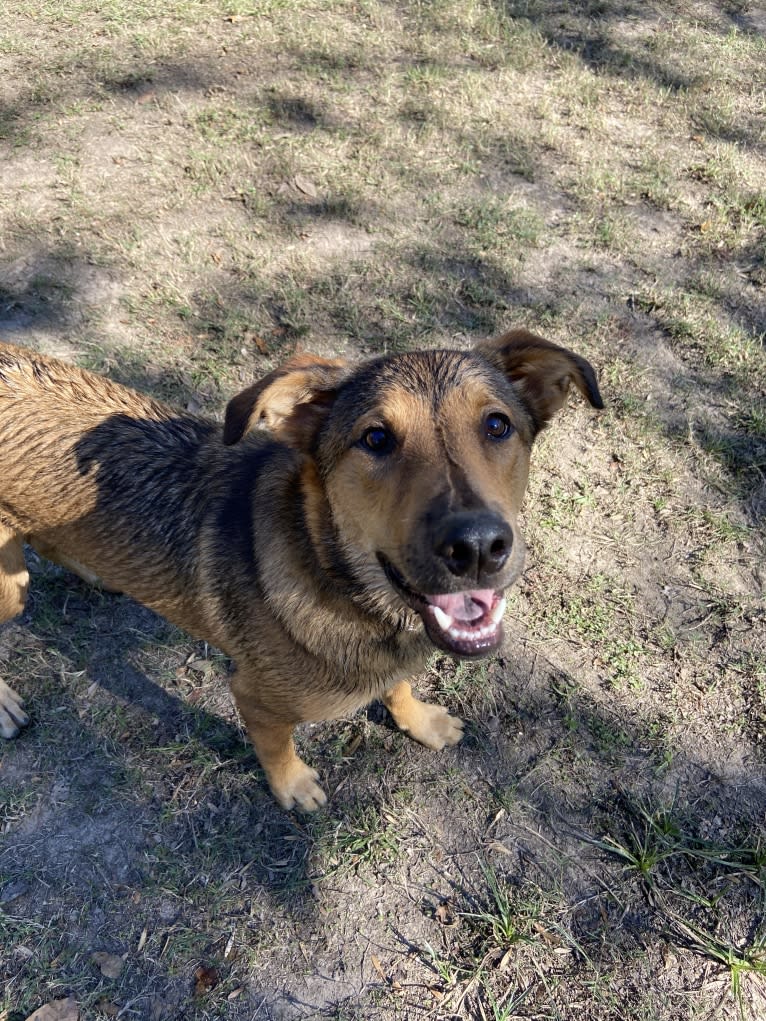 Harvey, an Australian Cattle Dog and Boxer mix tested with EmbarkVet.com