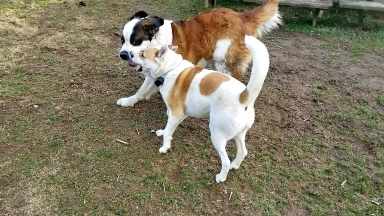 Akatsuki, an Alaskan Malamute and American Pit Bull Terrier mix tested with EmbarkVet.com