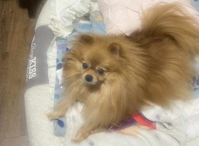 Diva, a Pomeranian tested with EmbarkVet.com