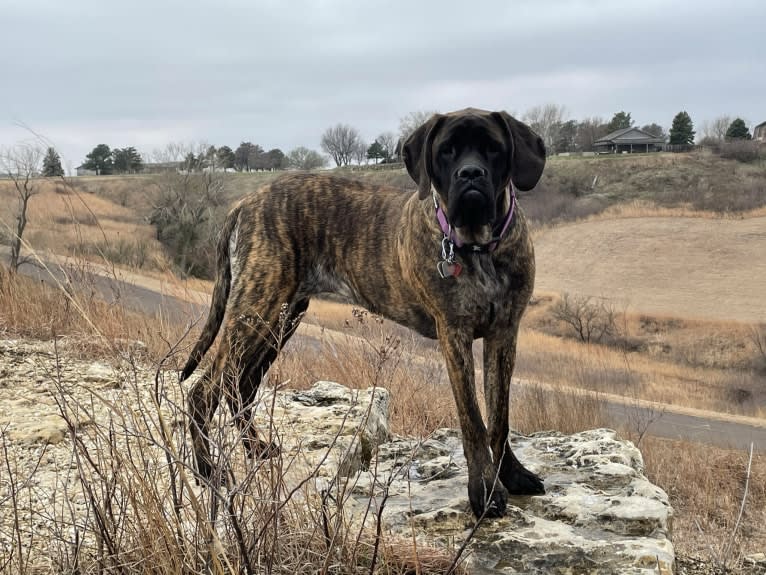 Calliope Jo Prudence Plein, a Mastiff tested with EmbarkVet.com