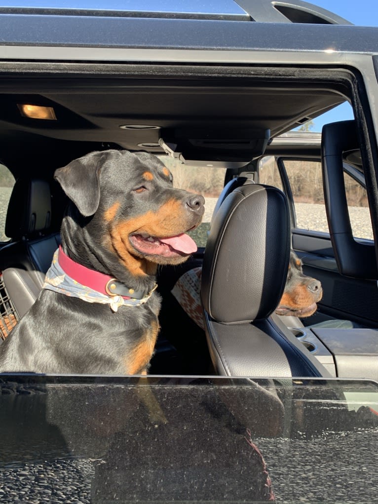 Daisy Mae, a Rottweiler tested with EmbarkVet.com