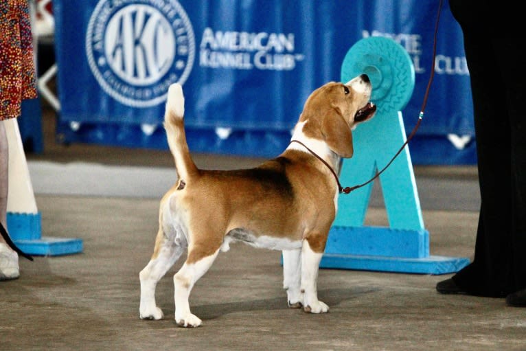 Photo of Peter, a Beagle  in Angola, IN, USA