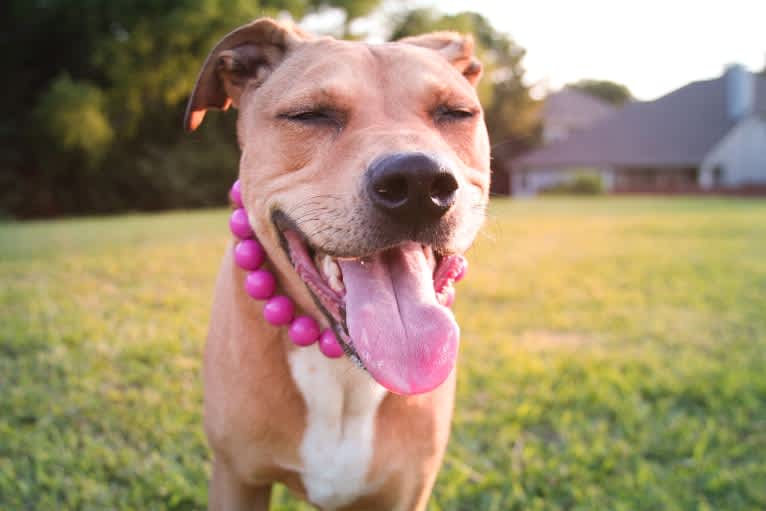 Everest, an American Pit Bull Terrier and Chow Chow mix tested with EmbarkVet.com
