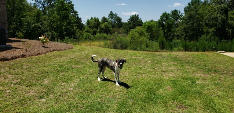 Oliver, a Great Pyrenees and American Pit Bull Terrier mix tested with EmbarkVet.com