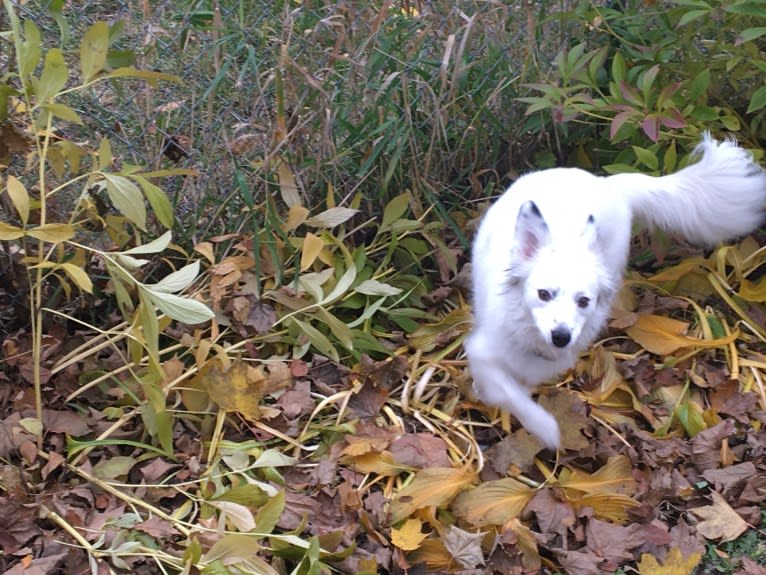 Josie, an English Shepherd and Australian Cattle Dog mix tested with EmbarkVet.com