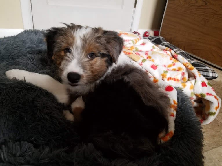 Buddy, an Australian Shepherd and Miniature/MAS-type Australian Shepherd mix tested with EmbarkVet.com