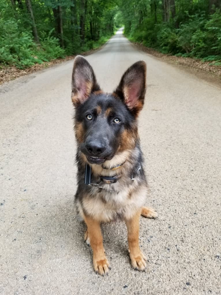 Banner, a German Shepherd Dog tested with EmbarkVet.com